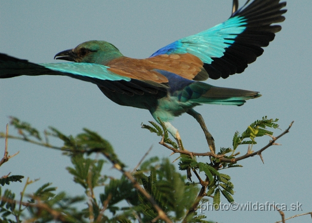 puku rsa 445.jpg - European Roller (Coracius garrulus)